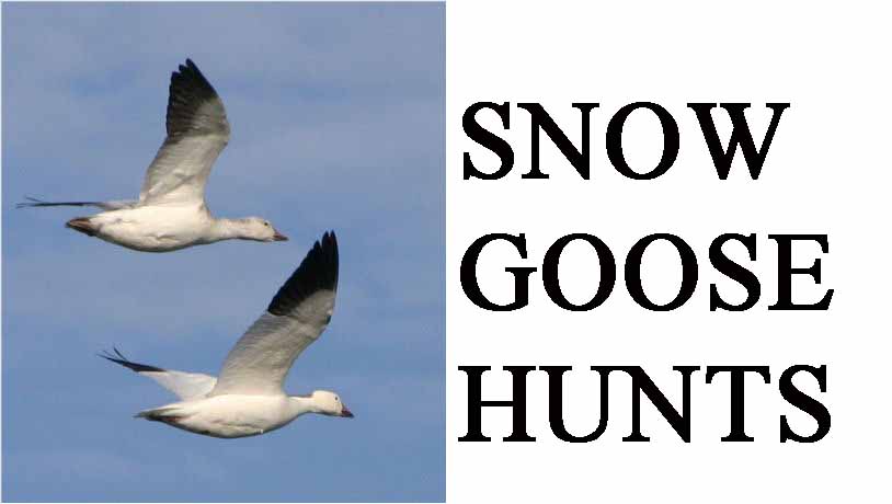 snow goose hunting guides guided snow goose hunts